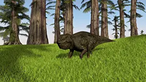 Neoceratopsia: Udanoceratops walking across a grassy field