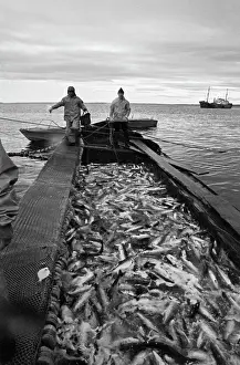 Humpback: Udarnik fish farm