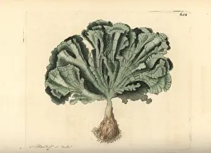 Flabellum: Udotea flabellum