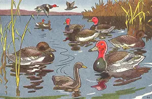 Accidentally: The Ugly Duckling