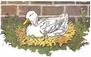Writings: Ugly Duckling in Nest