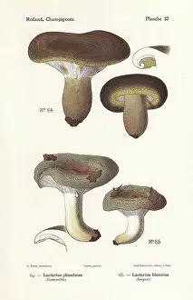 Blennius: Ugly milkcap and slimy milkcap