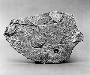 Fortey: Uintacrinus, stemless crinoid