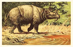 F. John: Uintatherium anceps, extinct herbivorous mammal