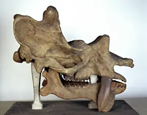 Palaeogene: Uintatherium skull