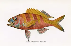 Stripped: Ulaula, Fishes of Hawaii