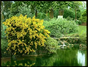Flore: Ulex Europaeus Flore Pleno (Double Gorse)