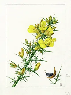 Whin: Ulex europaeus - gorse