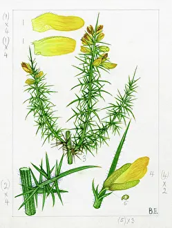 Everard: Ulex gallii - western gorse