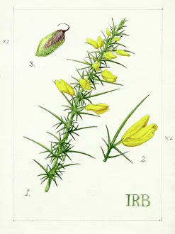 Isobel: Ulex minor - dwarf gorse