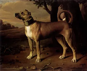 Canines: Ulmer Dogge