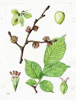 Gwen: Ulmus glabra - wych elm