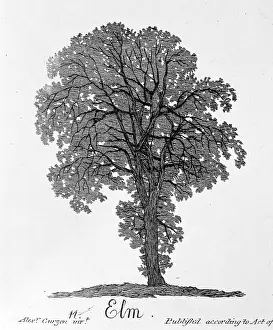 Cozens: Ulmus procera, elm