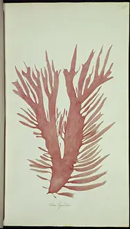 Alga: Ulva lingulatam, alga