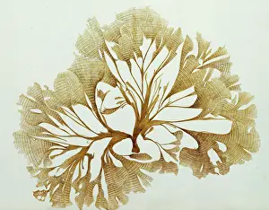 Alga: Ulva pavonia, alga