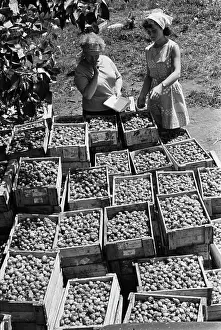 Strawberries: Ulyanovsky fruit tree nursery state farm