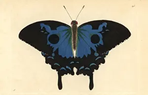 Miscellany: Ulysses butterfly, Papilio ulysses