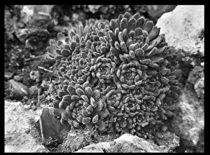 Malby: Umbilicus Chrysanthus (Cotyledon Chrysantha)