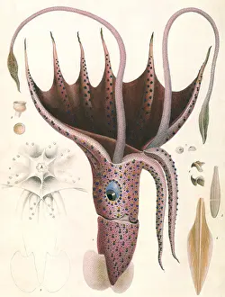 Dots: Umbrella Squid