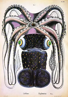 Tentacles: Umbrella Squid