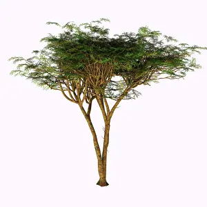 Thorn: The umbrella thorn acacia tree on white background