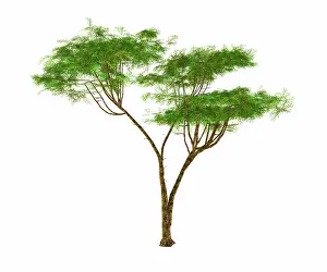 Israeli: Umbrella thorn acacia tree on white background