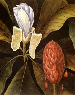 Magnolia: Umbrella Tree