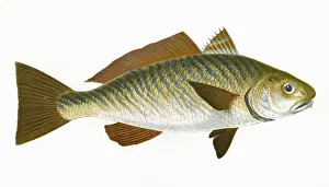Croaker: Umbrina cirrosa