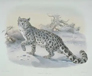 Giraud: Uncia uncia, snow leopard