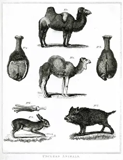 Classified: Unclean Animals Judaism