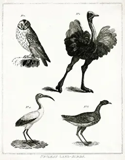 Kosher: Unclean Land Birds- Judaism