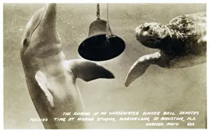 Ringing: Underwater bell, Marine Studios, Marineland, Florida, USA