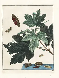 Meudon: Underwing moth from Meudon, France, and small