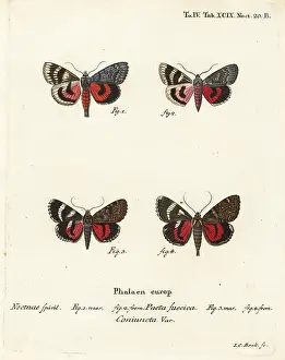 Martinet: Underwing moths, Catocala pacta and Catocala coniuncta