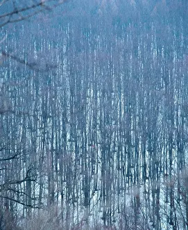 Nemec: Underwood in the snow