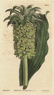 1790 1800: Undulated-leaved eucomis with green flowers