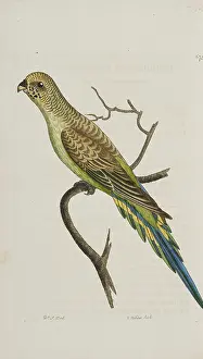 Parakeet: Undulated parakeet
