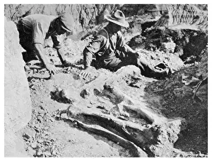 Unearth: UNEARTHING A DINOSAUR