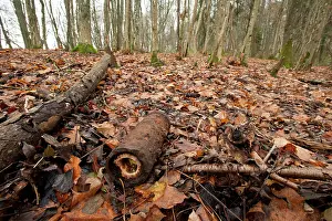 Chatillon: Unexploded shell on the Cote de Chatillon, Argonne