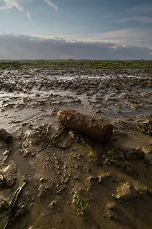 Passchendaele: An unexploded shell lies amidst the mud of Passchendaele