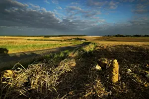 Unexploded shells near Montaubin, Somme