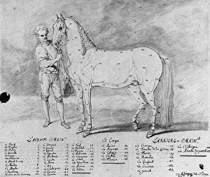 Ridinger: An unflawed horse