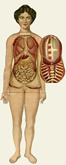 Physique: Unfolding female anatomy