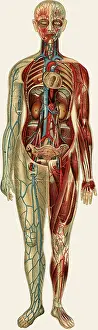 Circulation: Unfolding female anatomy