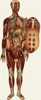 Fetus: Unfolding female anatomy
