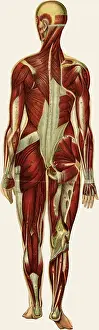 Unfolding: Unfolding female anatomy