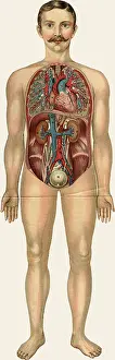 Physique: Unfolding male anatomy