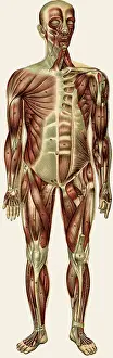 Physique: Unfolding male anatomy