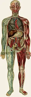 Lungs: Unfolding male anatomy