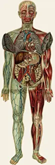 Lungs: Unfolding male anatomy